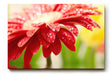 Sinus Art Wandbild 120x80cm Nahaufnahme einer roten Blüte mit glänzenden Wassertropfen – voller Frische und Dynamik