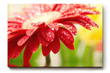 Sinus Art Wandbild 120x80cm Nahaufnahme einer roten Blüte mit glänzenden Wassertropfen – voller Frische und Dynamik