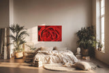 Sinus Art Wandbild 120x80cm Detailreiche Nahaufnahme einer geöffneten roten Rose mit sanft geschwungenen Blütenblättern