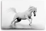 Paul Sinus Wandbild 120x80cm Weißes Pferd Wildpferd Schwarz Weiß Fotokunst