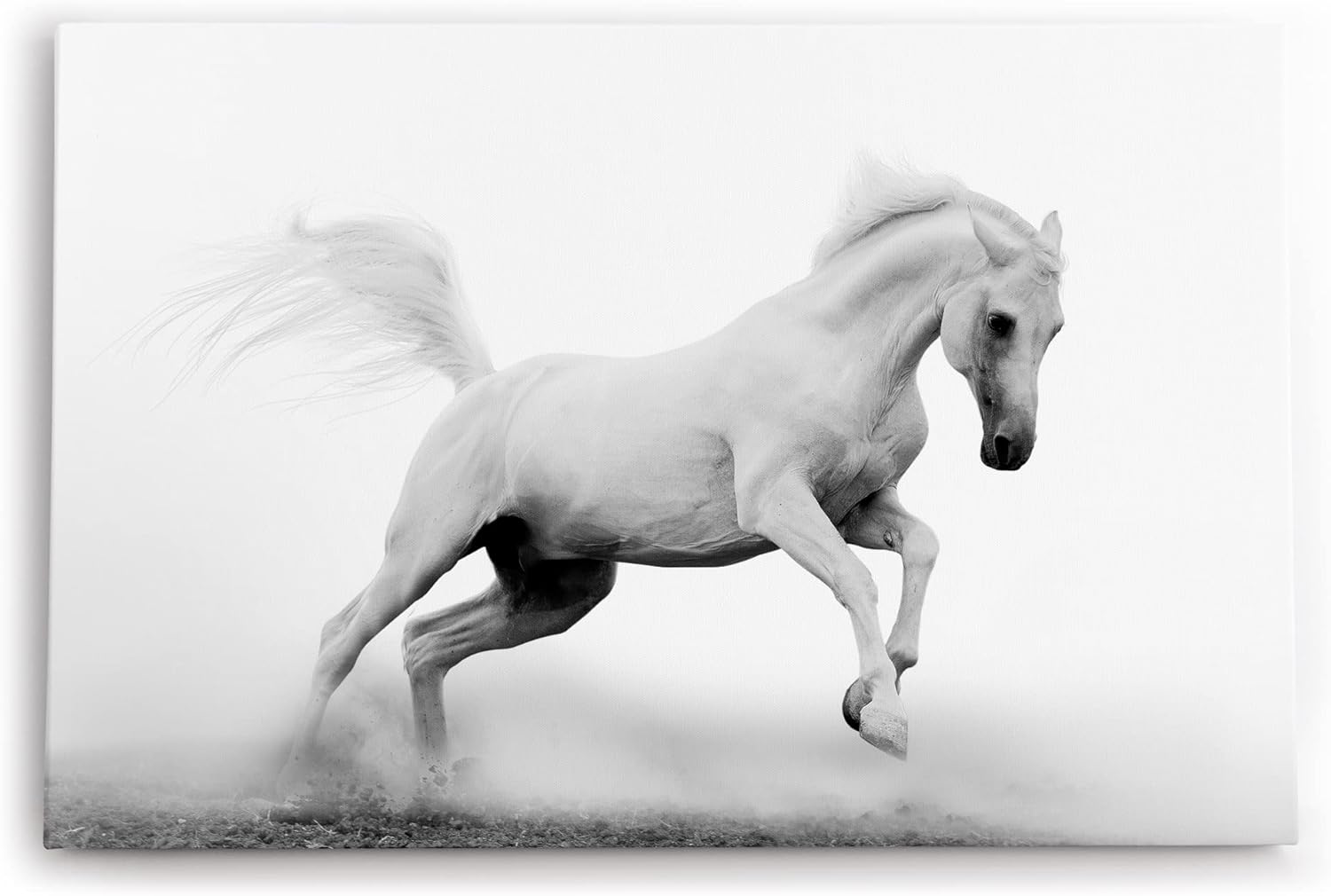 Paul Sinus Wandbild 120x80cm Weißes Pferd Wildpferd Schwarz Weiß Fotokunst