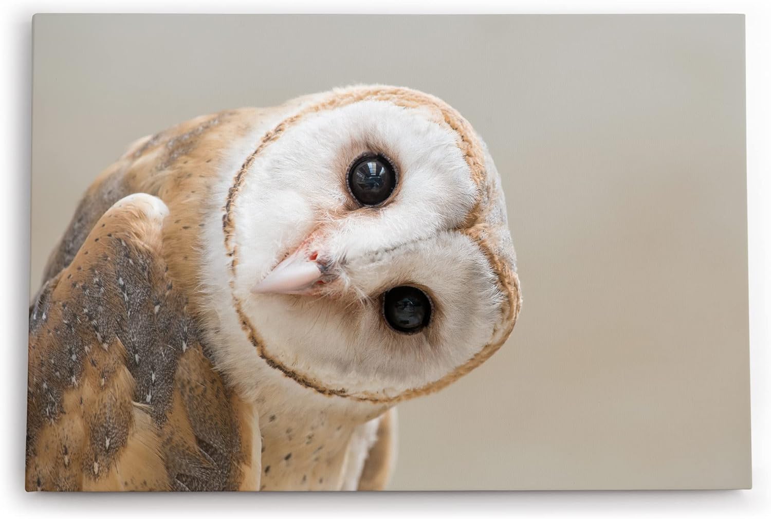 Paul Sinus Wandbild 120x80cm Schleiereule Eule mit geneigten Kopf Tierfotografie