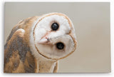 Paul Sinus Wandbild 120x80cm Schleiereule Eule mit geneigten Kopf Tierfotografie