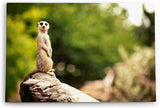 Paul Sinus Wandbild 120x80cm Erdmännchen auf einen Stein Tierfotografie Afrika