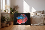 Sinus Art Wandbild 120x80cm Faszinierender Betta-Fisch mit dynamischer Flossenpracht in Rot und Blau auf dunklem Fond