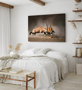 Paul Sinus Wandbild 120x80cm Spießbock Antilope Afrika Wildnis Hörner Tierfotografie