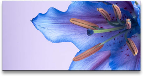 blaue Blumenblüte ca. 130x70cm Wandbild inklusive Schattenfugenrahmen weiss - Panorama Leinwand Bild XXL Format Wandbilder Wohnzimmer Wohnung Deko Kunstdrucke