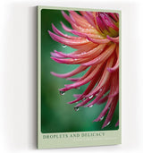 Paul Sinus Wandbild in 40x60cm Droplets and Delicacy – elegante Nahaufnahme einer pink-orangefarbenen Blüte mit Wassertropfen für stilvolle Wohnakzente