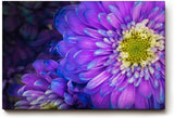 Sinus Art Wandbild 120x80cm Zwei Blüten in Nahaufnahme – detailreich und harmonisch miteinander verschmolzen