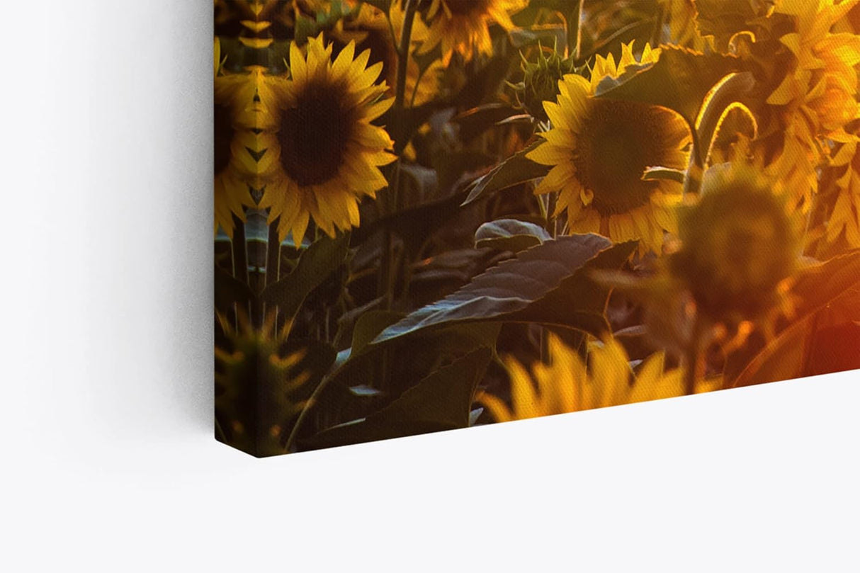 Paul Sinus Wandbild 120x80cm Sonnenblumen Blumenfeld Sonnenblumenfeld Sonne Gelb