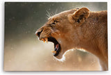 Paul Sinus Wandbild 120x80cm Löwe Löwin Wildnis Raubkatze Fangzähne Afrika
