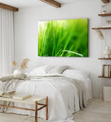 Paul Sinus Wandbild 120x80cm Gras Grashalme Grün Natur Nahaufnahme Wiese