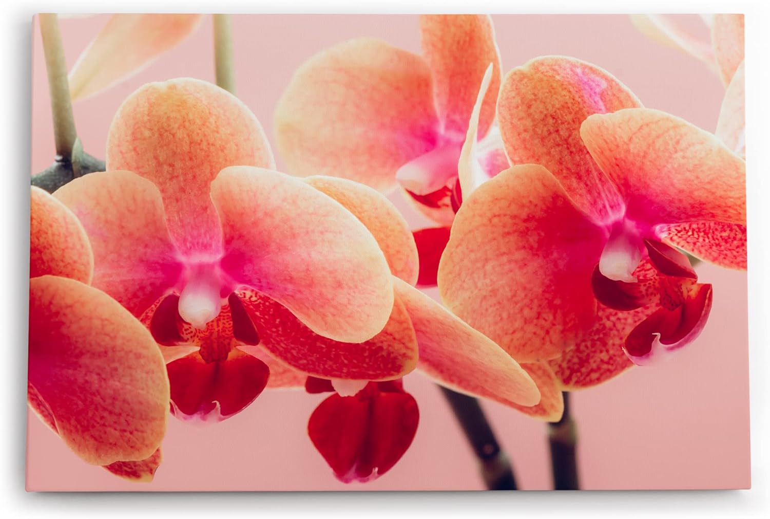 Paul Sinus Wandbild 120x80cm Orchideen Blumen rosa Blüten Kunstvoll Fotokunst