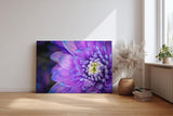 Sinus Art Wandbild 120x80cm Violettblaue Blüte mit hellem Zentrum – elegant, beruhigend und farbstark