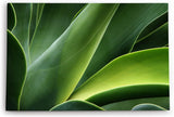 Paul Sinus Wandbild 120x80cm Pflanze Grün Nahaufnahme Fotokunst Natur Dekorativ
