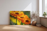 Sinus Art Wandbild 120x80cm Strahlende Ringelblumen in voller Blüte mit lebendiger Bildtiefe und Klarheit