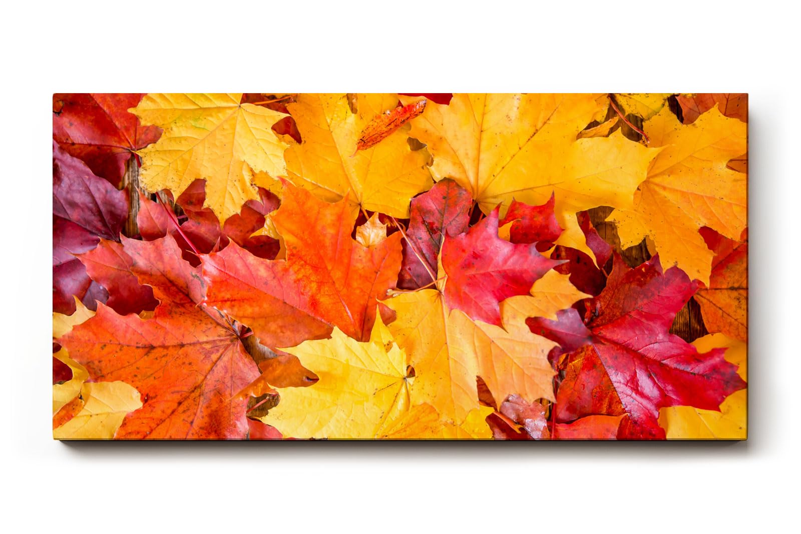 Sinus Art Wandbild 120x80cm Vielfältige Ahornblätter in leuchtenden Gelb- und Rottönen in Nahaufnahme