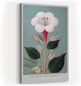 Paul Sinus Wandbild in 40x60cm The Spotted Bloom Botanische Illustration einer weißen Blüte mit roten Punkten und grünen Blättern