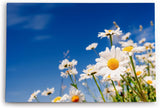 Paul Sinus Wandbild 120x80cm Gänseblümchen Blumen blauer Himmel Sonnenschein Sommer