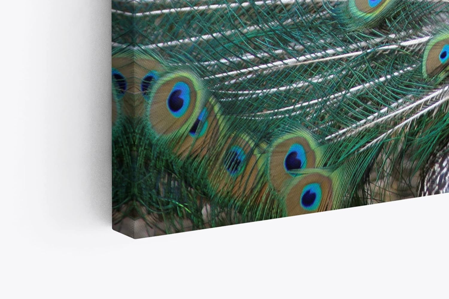 Paul Sinus Wandbild 120x80cm Pfau Pfaufeder Federkleid Tierfotografie Farbenfroh Feder