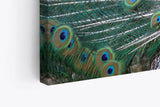 Paul Sinus Wandbild 120x80cm Pfau Pfaufeder Federkleid Tierfotografie Farbenfroh Feder