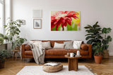 Sinus Art Wandbild 120x80cm Nahaufnahme einer roten Blüte mit glänzenden Wassertropfen – voller Frische und Dynamik