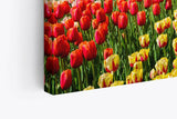 Paul Sinus Wandbild 120x80cm Holland Niederlande Windmühlen bunte Tulpen Blumenfeld