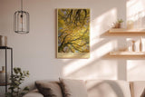 Paul Sinus Wandbild in 40x60cm Crown of the Season Goldgelbes Blätterdach aus der Froschperspektive mit verwobenen Ästen für herbstliche Raumgestaltung