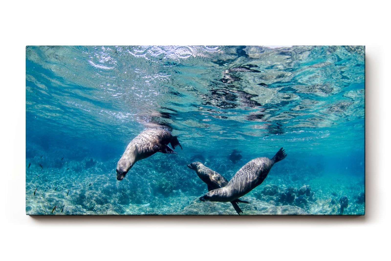 Sinus Art Wandbild 120x80cm Faszinierende Szene mit schwimmenden Seelöwen in Bewegung in türkisblauer Umgebung