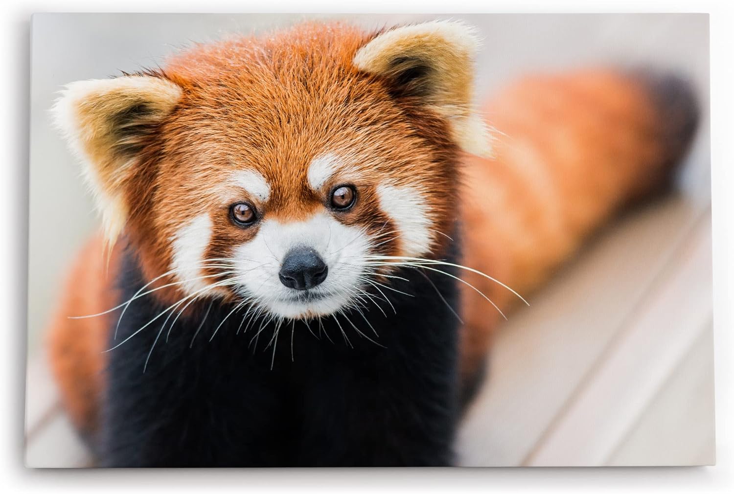 Paul Sinus Wandbild 120x80cm Kleiner roter Panda Tierfotografie Süß Flauschig