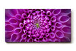 Sinus Art Wandbild 120x80cm Symmetrische Blütenarchitektur in kräftigem Violett mit ausdrucksstarker Mitte