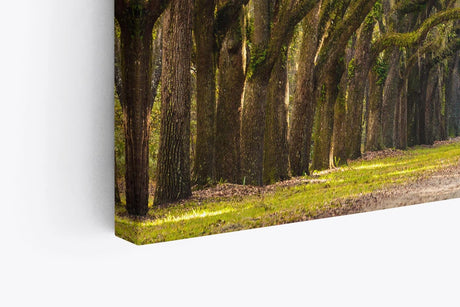 Paul Sinus Wandbild 120x80cm Baumallee Allee Bäume Straße Baumkrone Kunstvoll