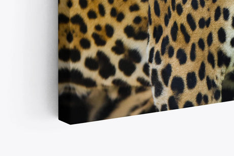 Paul Sinus Wandbild 120x80cm Jaguare Raubkatzen Tierfotografie Wild Fotokunst