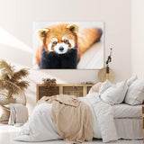 Paul Sinus Wandbild 120x80cm Kleiner roter Panda Tierfotografie Süß Flauschig