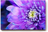 Sinus Art Wandbild 120x80cm Faszinierende Makroaufnahme einer violetten Blüte mit feinen Strukturen und natürlicher Tiefe