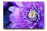 Sinus Art Wandbild 120x80cm Faszinierende Makroaufnahme einer violetten Blüte mit feinen Strukturen und natürlicher Tiefe