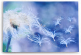 Paul Sinus Wandbild 120x80cm Pusteblume Löwenzahn Blau Kunstvoll Nahaufnahme