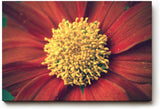 Sinus Art Wandbild 120x80cm Großaufnahme einer roten Blüte mit leuchtend gelbem Zentrum – naturstark und markant