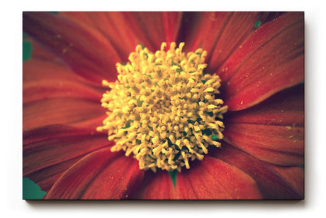 Sinus Art Wandbild 120x80cm Großaufnahme einer roten Blüte mit leuchtend gelbem Zentrum – naturstark und markant