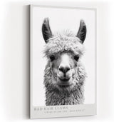 Paul Sinus Wandbild in 40x60cm Bad Hair Llama – humorvolles Lama-Porträt in Schwarz-Weiß mit witzigem Ausdruck