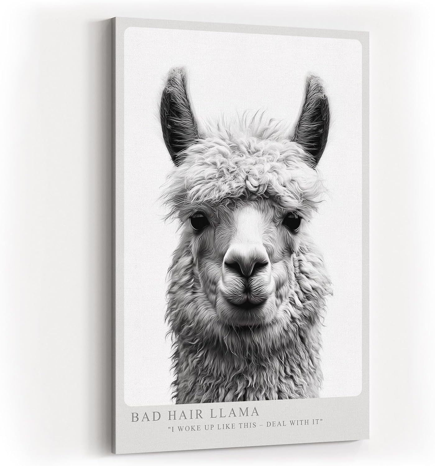 Paul Sinus Wandbild in 40x60cm Bad Hair Llama – humorvolles Lama-Porträt in Schwarz-Weiß mit witzigem Ausdruck