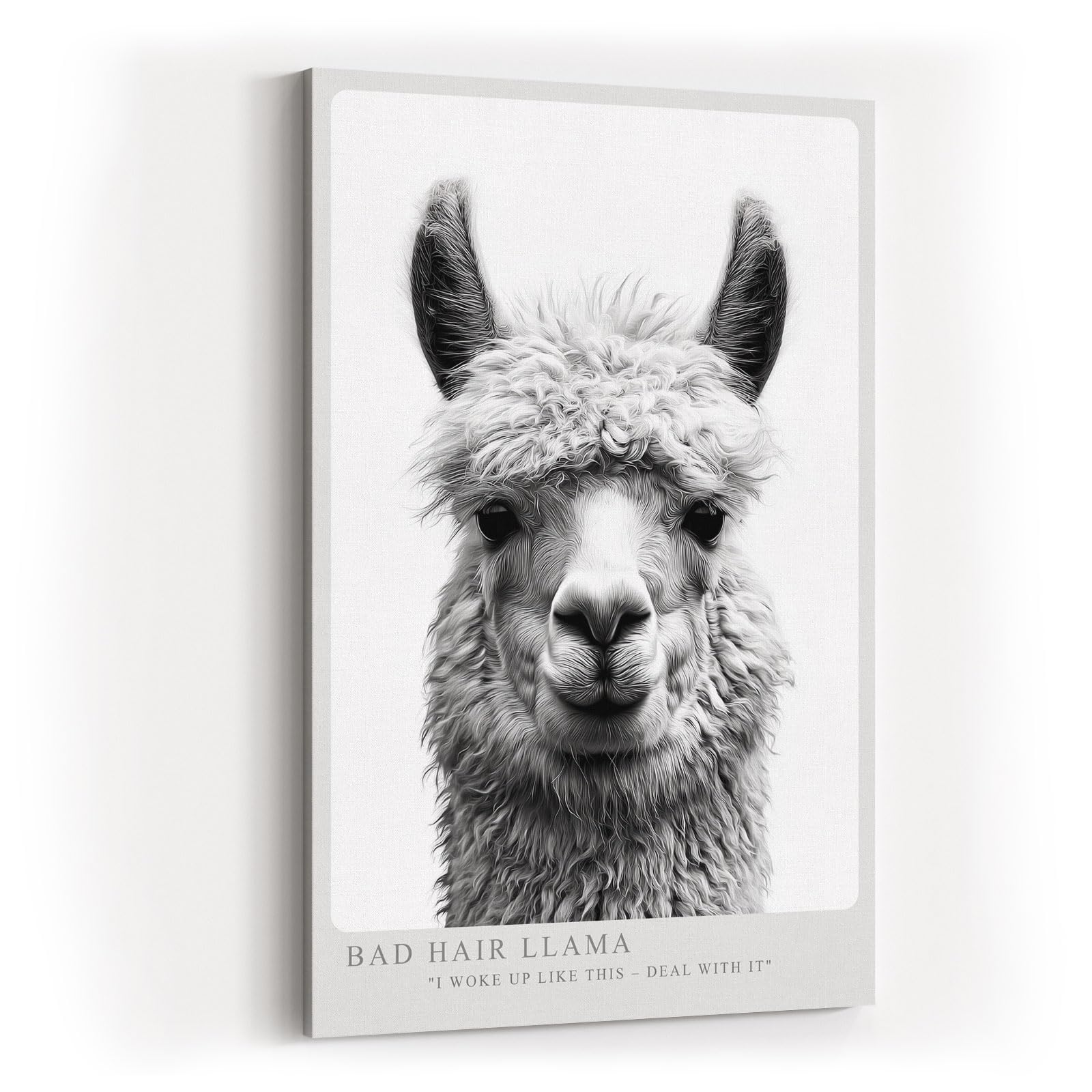 Paul Sinus Wandbild in 40x60cm Bad Hair Llama – humorvolles Lama-Porträt in Schwarz-Weiß mit witzigem Ausdruck