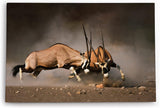 Paul Sinus Wandbild 120x80cm Spießbock Antilope Afrika Wildnis Hörner Tierfotografie