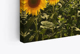 Paul Sinus Wandbild 120x80cm Sonnenblumen Blumenfeld Sonnenblumenfeld Sonne Gelb
