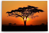 Paul Sinus Wandbild 120x80cm Afrikanische Landschaft Burkea Africana Bäume Sonnenuntergang