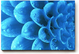 Sinus Art Wandbild 120x80cm Die Tropfen auf der blauen Blüte bringen Frische, Eleganz und Tiefe in den Raum
