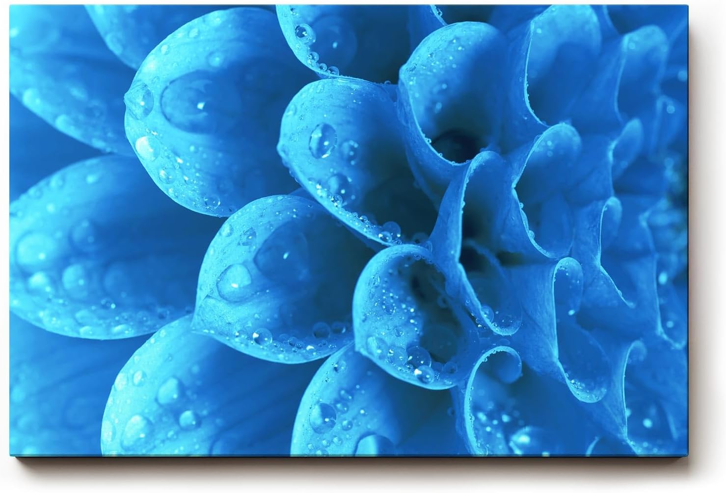 Sinus Art Wandbild 120x80cm Die Tropfen auf der blauen Blüte bringen Frische, Eleganz und Tiefe in den Raum