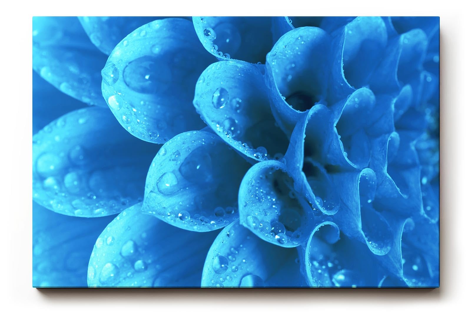Sinus Art Wandbild 120x80cm Die Tropfen auf der blauen Blüte bringen Frische, Eleganz und Tiefe in den Raum
