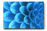 Sinus Art Wandbild 120x80cm Die Tropfen auf der blauen Blüte bringen Frische, Eleganz und Tiefe in den Raum