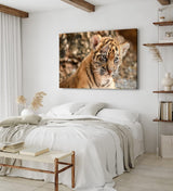 Paul Sinus Wandbild 120x80cm Kleiner Tiger Babytiger Tierfotografie Katze Katzenbaby